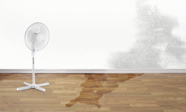 Best Water damage contractors near me  in Ottawa, OH
